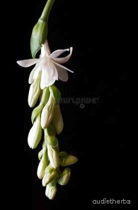 augmented_Polianthes tuberosa flower11_flipped_ud.jpeg